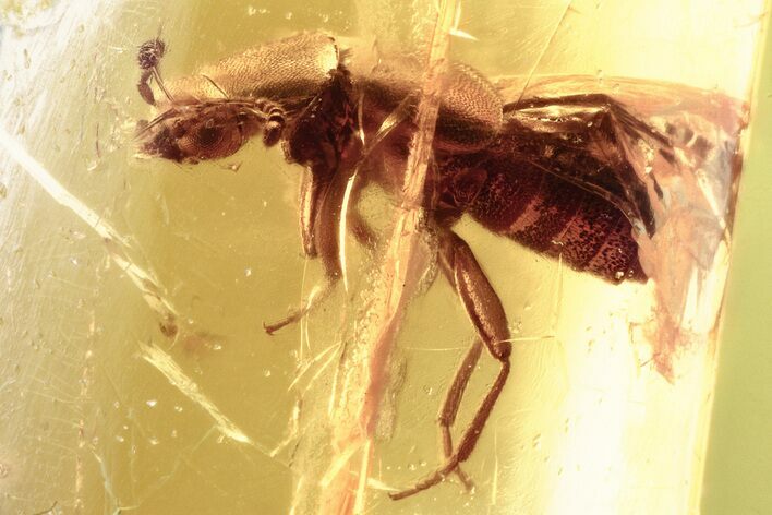 Detailed Fossil Rove Beetle (Staphylinidae) in Baltic Amber #357761